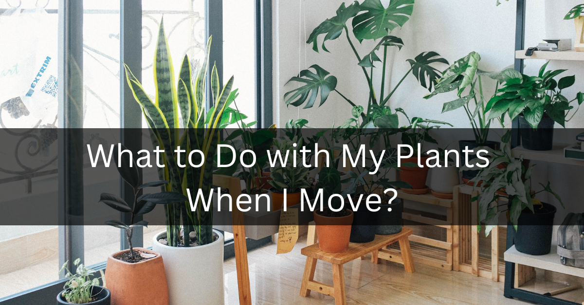 How To Move Plants 2022 - American Moving Storage